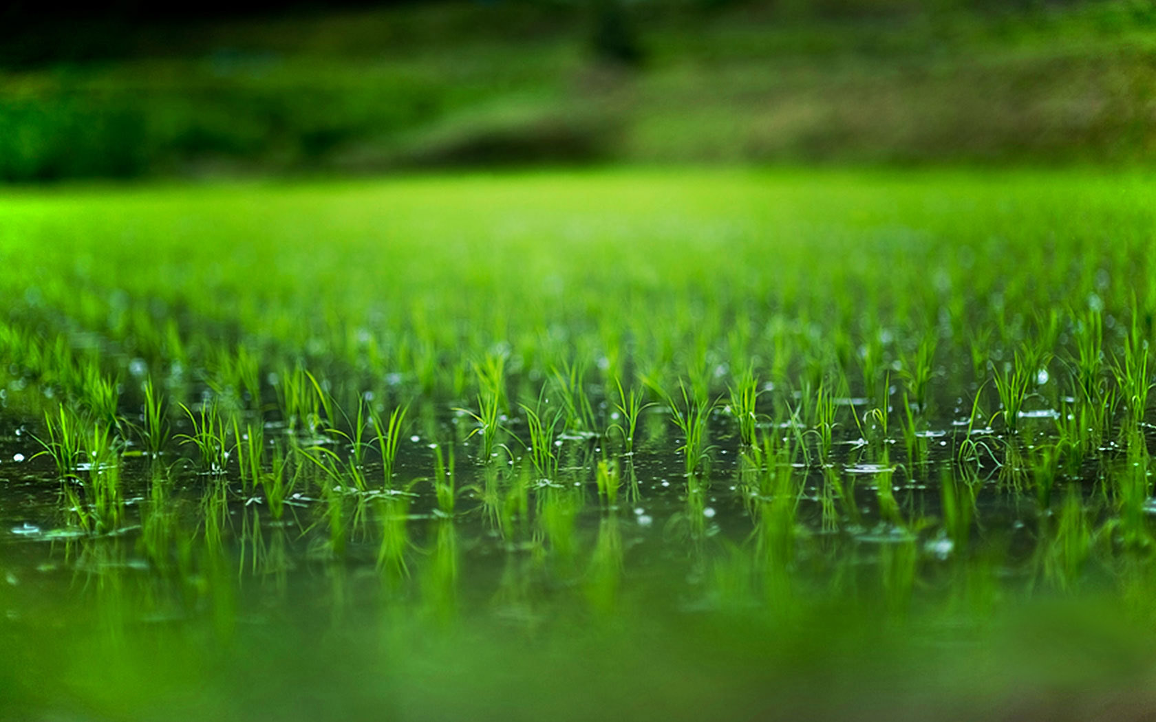 春耕农田主题电脑桌面动漫壁纸上新啦