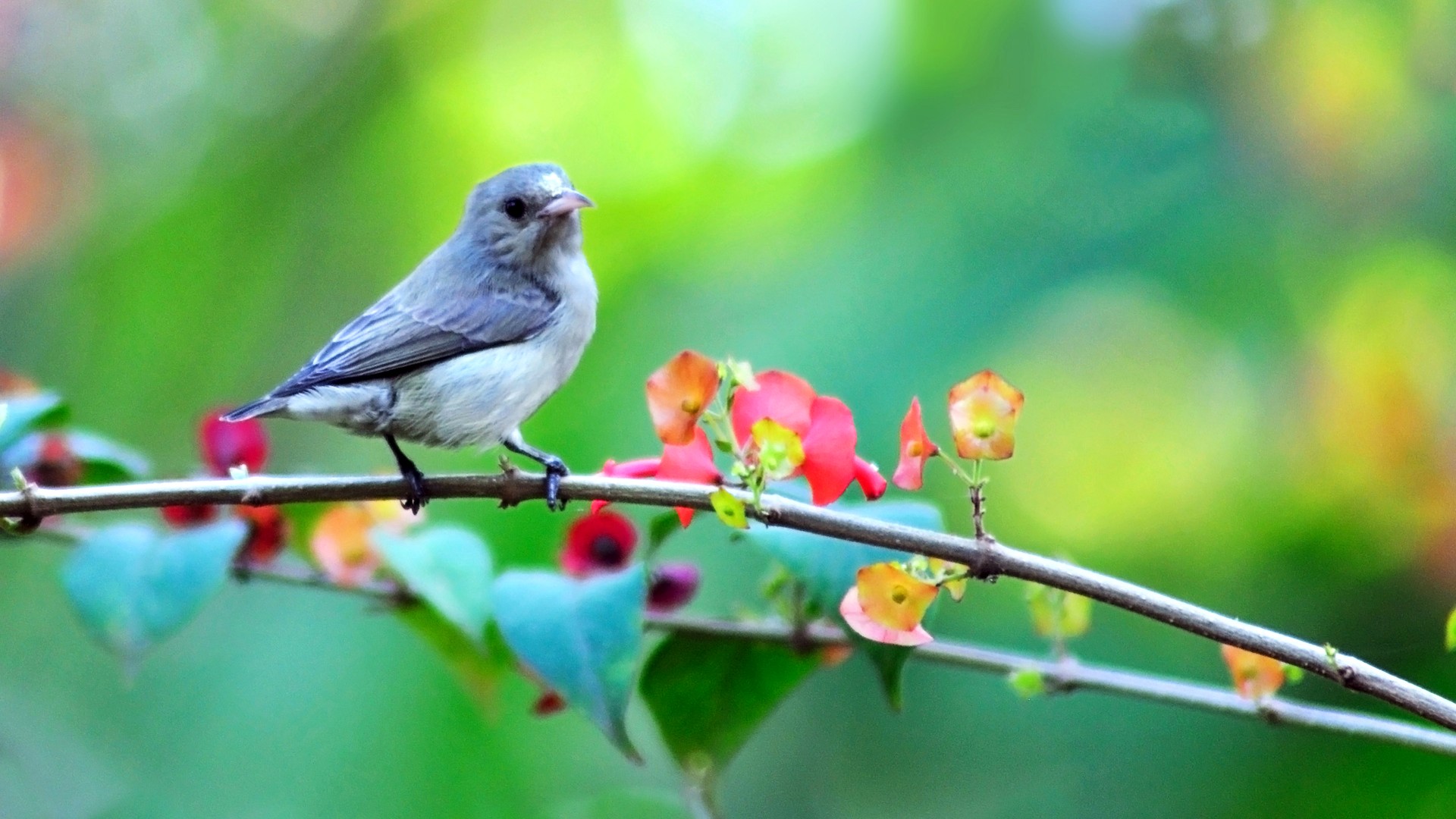 春日枝头鸟影！高清自然动物壁纸合集来啦