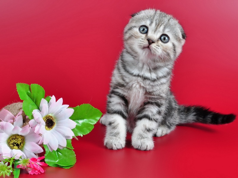 粉色背景鲜花配望人小猫！这款可爱壁纸太治愈了
