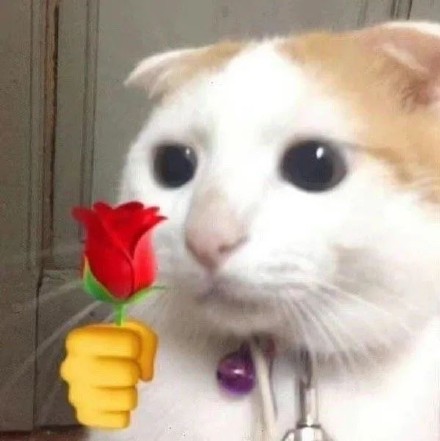 猫咪举花花表情包合集来啦