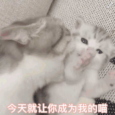超甜亲亲猫猫动图！拿去撩对象刚刚好