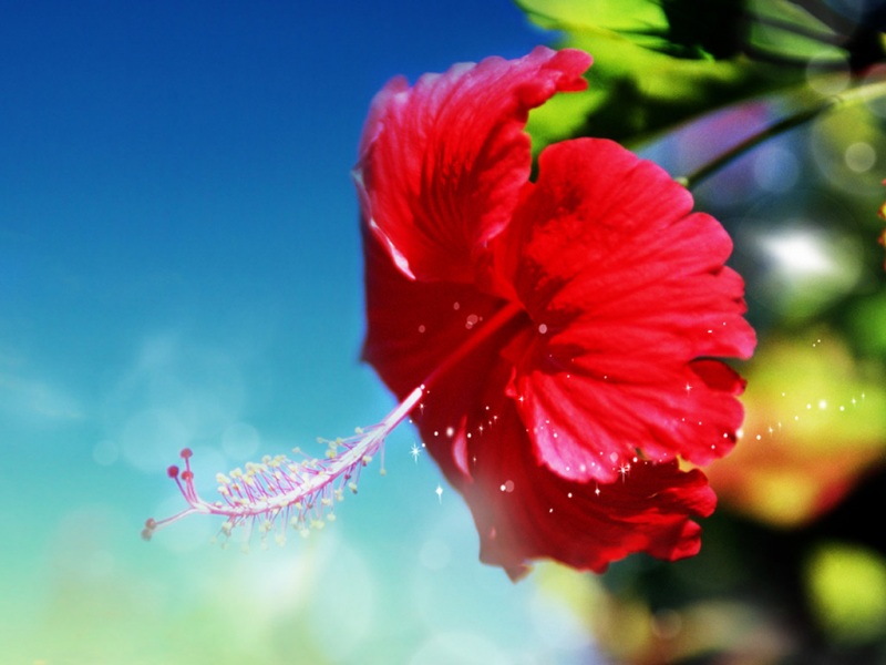 生如夏花主题电脑桌面动漫壁纸分享