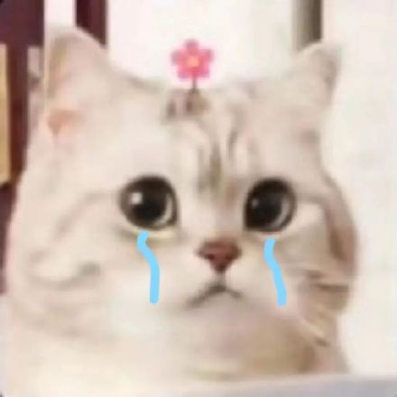 刷到就存！超治愈可爱微笑小猫斗图表情包合集