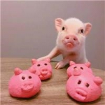 一左一右的可爱小猪情侣头像 20张真人感头像图合集