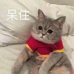 这波斗图全靠喵！一组可爱猫猫表情包合集