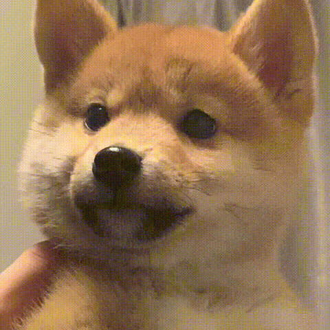 聊天斗图不用愁！这套实用动图表情包直接用