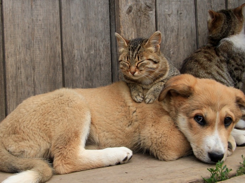 猫狗暖心萌宠高清壁纸合集 治愈你的桌面日常