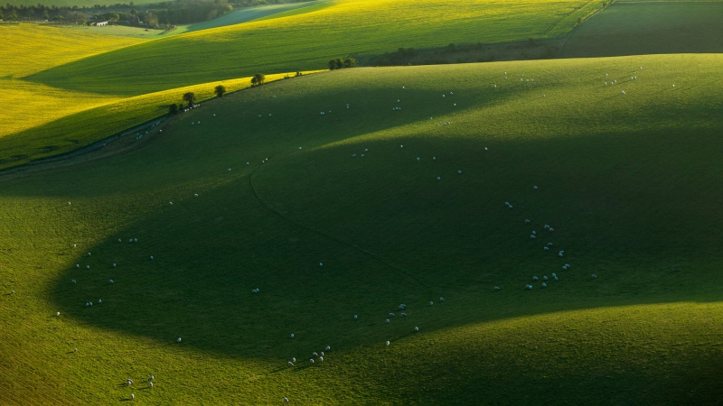 公园绿草地绵羊风景壁纸 高清电脑壁纸推荐