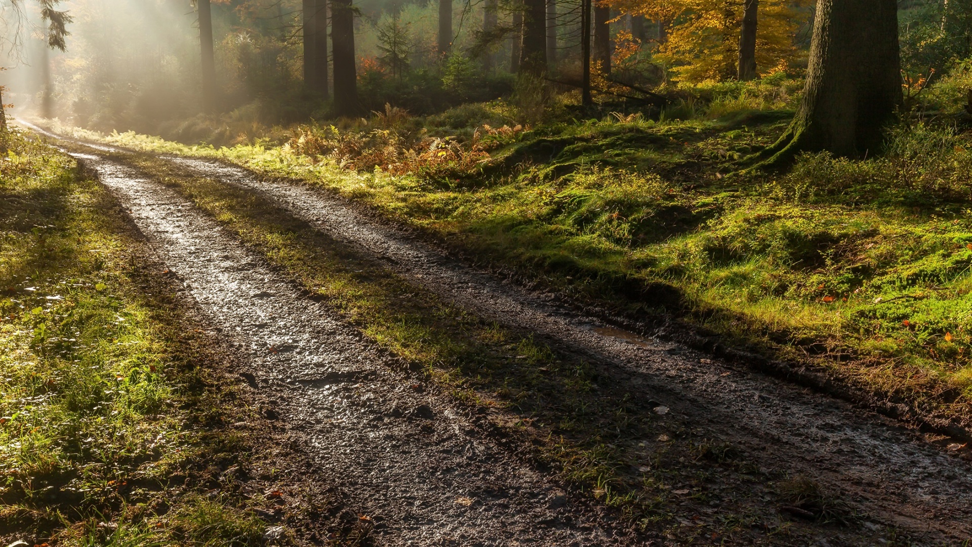 秋日森林晨路风景壁纸 多款尺寸适配电脑桌面