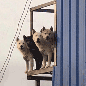 你狗哥带兄弟来探望你啦！