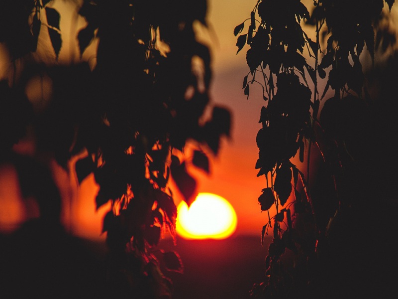 落日植物树枝宽屏风光 这款电脑壁纸适配多种分辨率