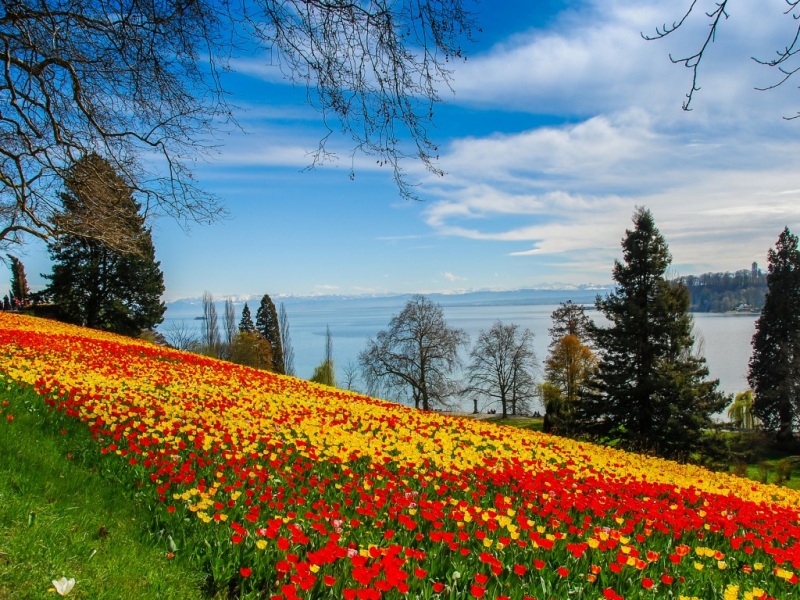 山坡草植郁金香林景 多款高清电脑桌面壁纸来啦