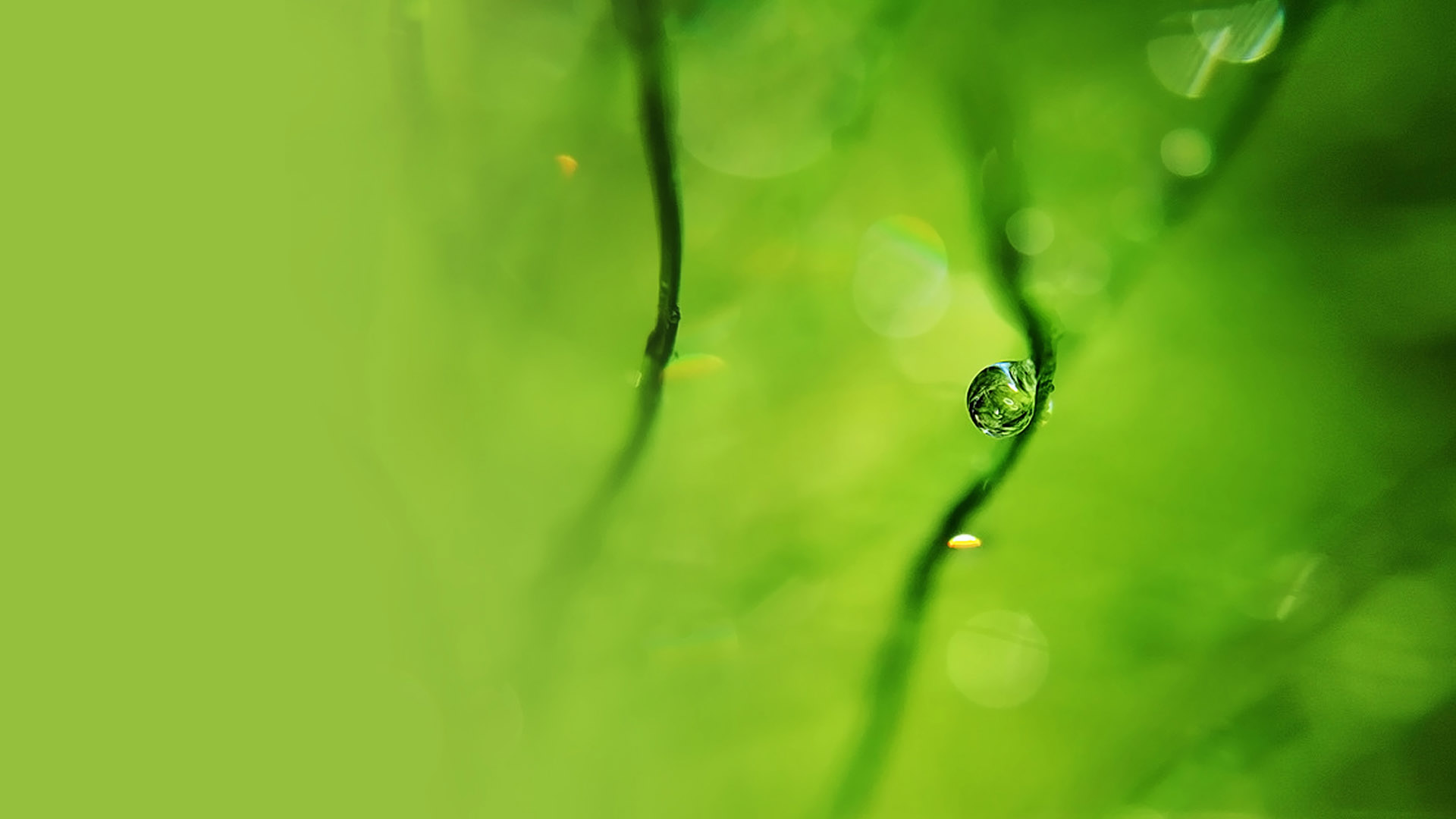 带晶莹水珠的护眼电脑动漫壁纸来啦