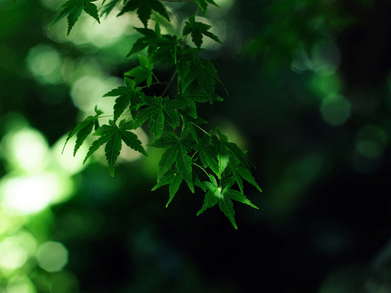 高清绿叶电脑桌面壁纸下载推荐