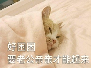能用来撩对象的猫咪表情包合集