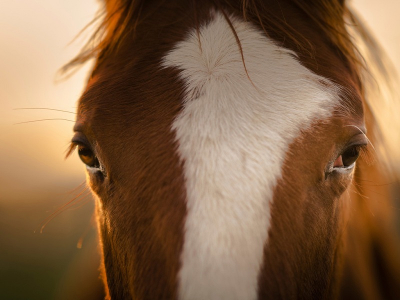 单匹马眼神毛发高清动物壁纸下载指南