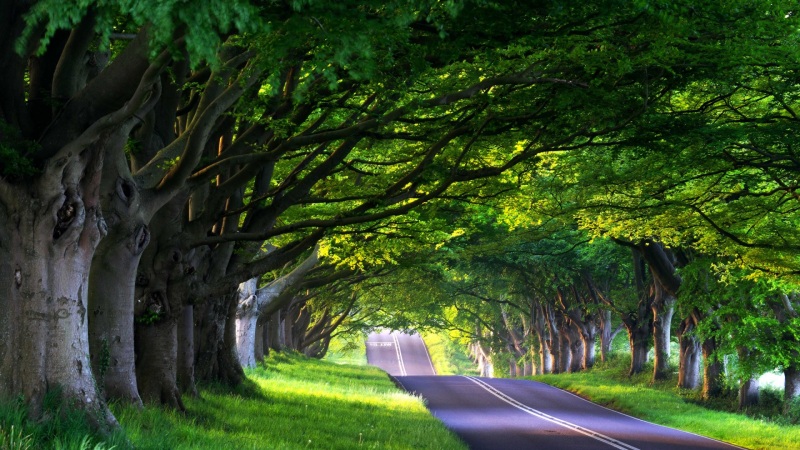 林荫道路草地壁纸合集