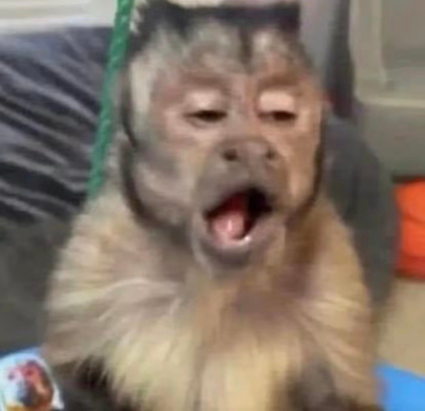 聊天斗图别愁！这套沙雕猴吗喽表情包太好用了