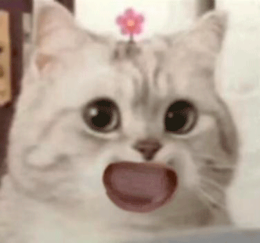 刷到就存！超治愈可爱微笑小猫斗图表情包合集