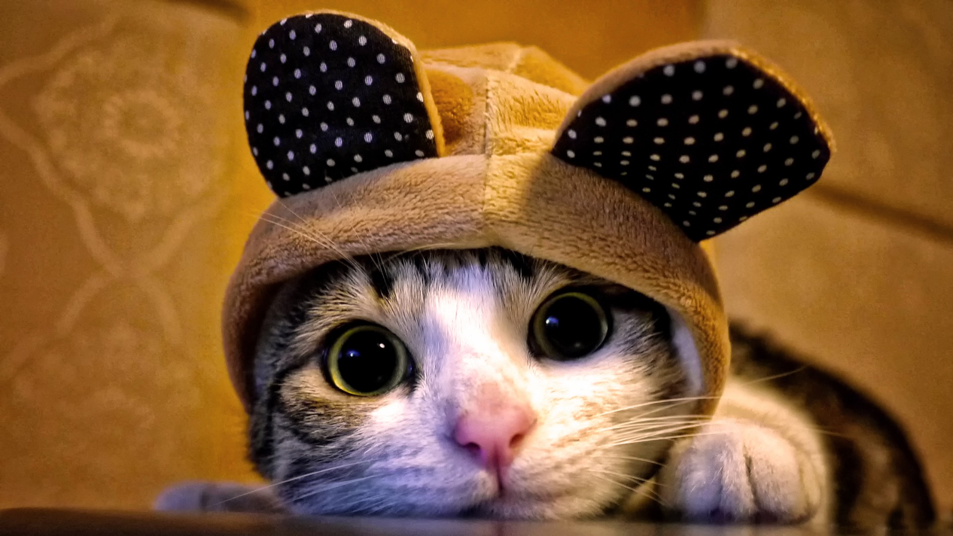 软乎乎的萌猫壁纸！高清可爱猫咪电脑桌面背景合集