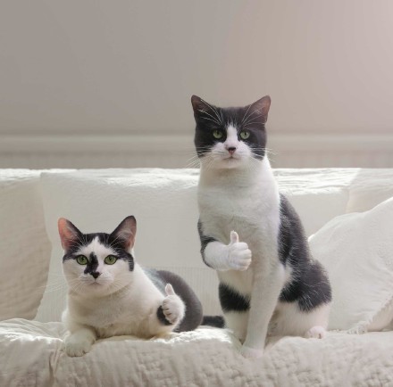 猫咪比出大拇指喊“老哥稳”，这套表情包太绝了