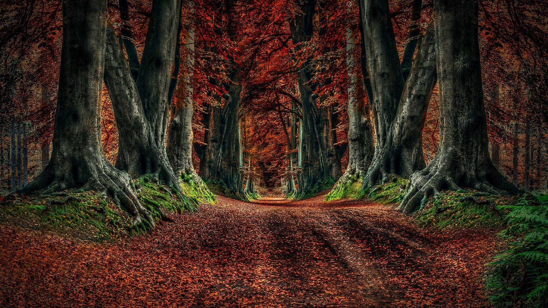 秋日林间步道落叶风景电脑壁纸