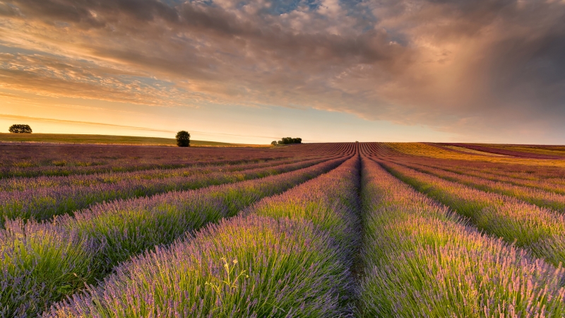 超治愈薰衣草田风景电脑壁纸合集