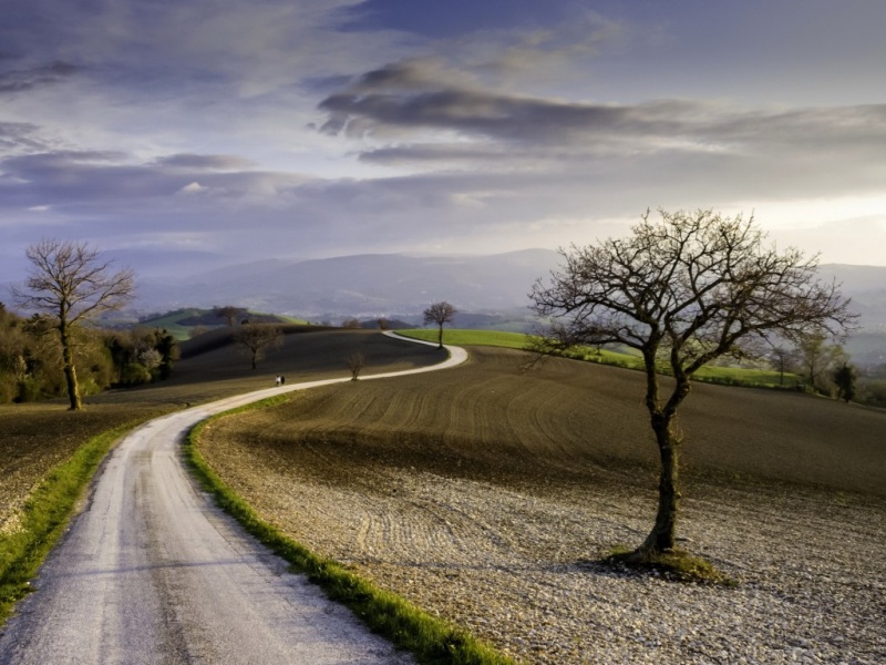 氛围感拉满！乡村农场道路树景电脑动漫壁纸