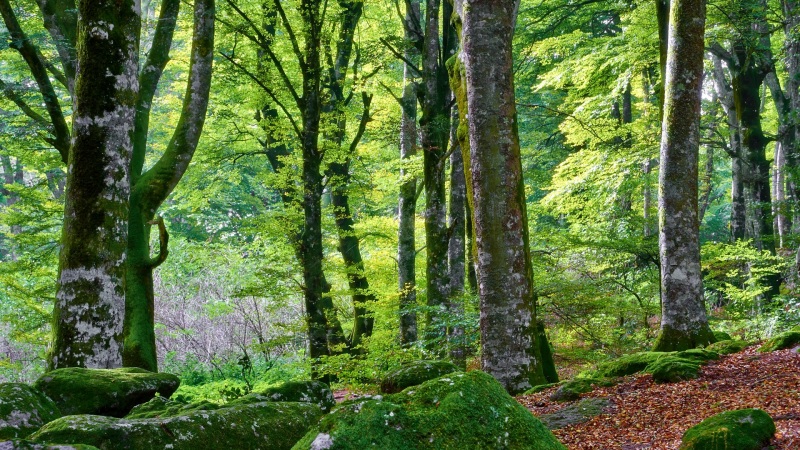 这套森系自然电脑壁纸，把山野森林搬进你的桌面