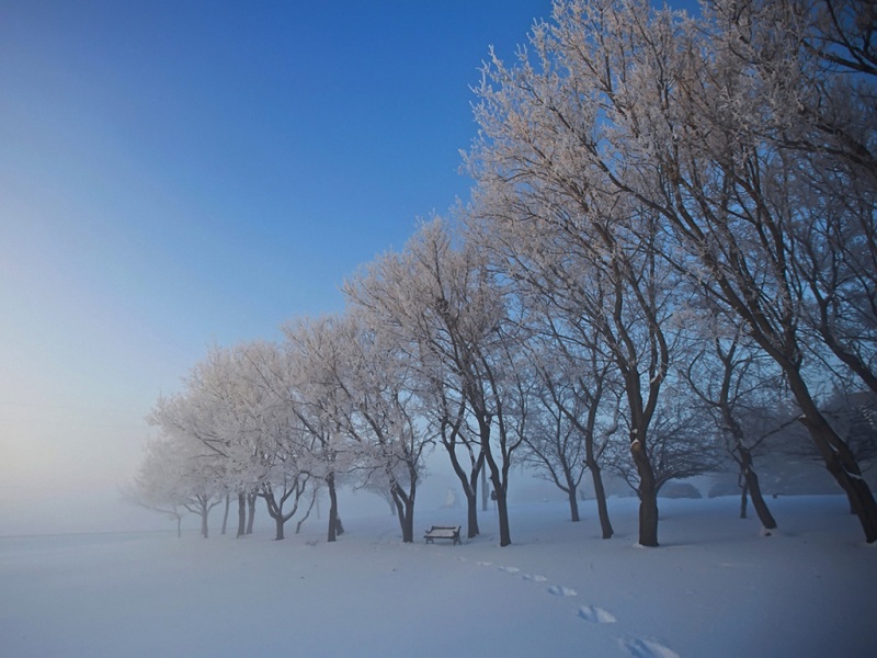 氛围感拉满！雪中树木长椅雾景动漫电脑壁纸