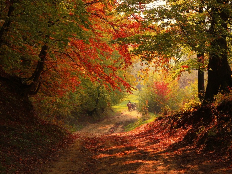 秋季树林里的落叶与拉货老马 这组风景壁纸太治愈了
