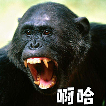 情侣日常互动表情包：娘子&啊哈系列