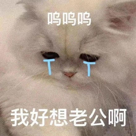 猫咪哭泣流泪猫猫头表情包合集来啦