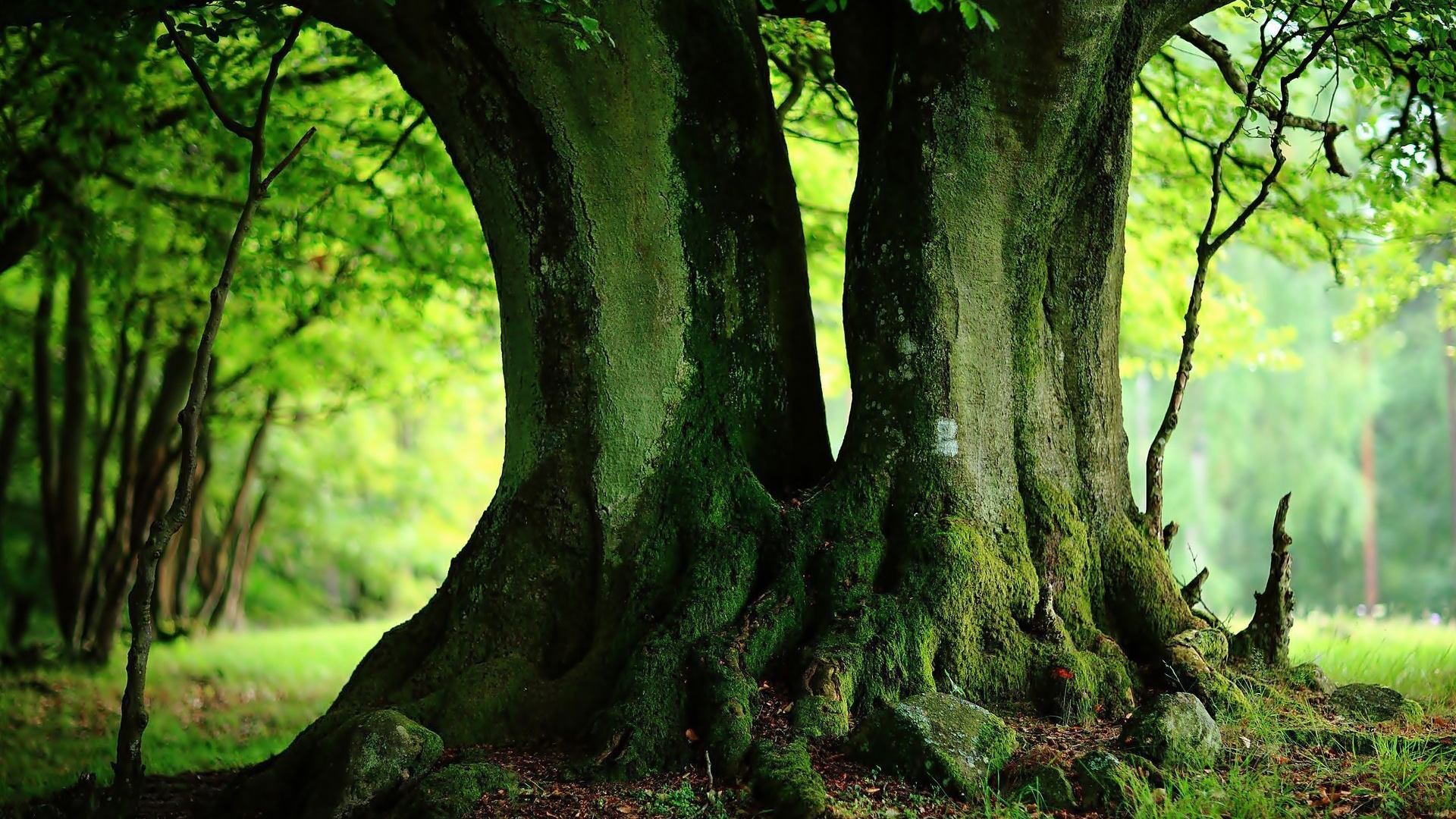 这款森林树桩电脑壁纸超治愈！护眼又充满自然氛围感