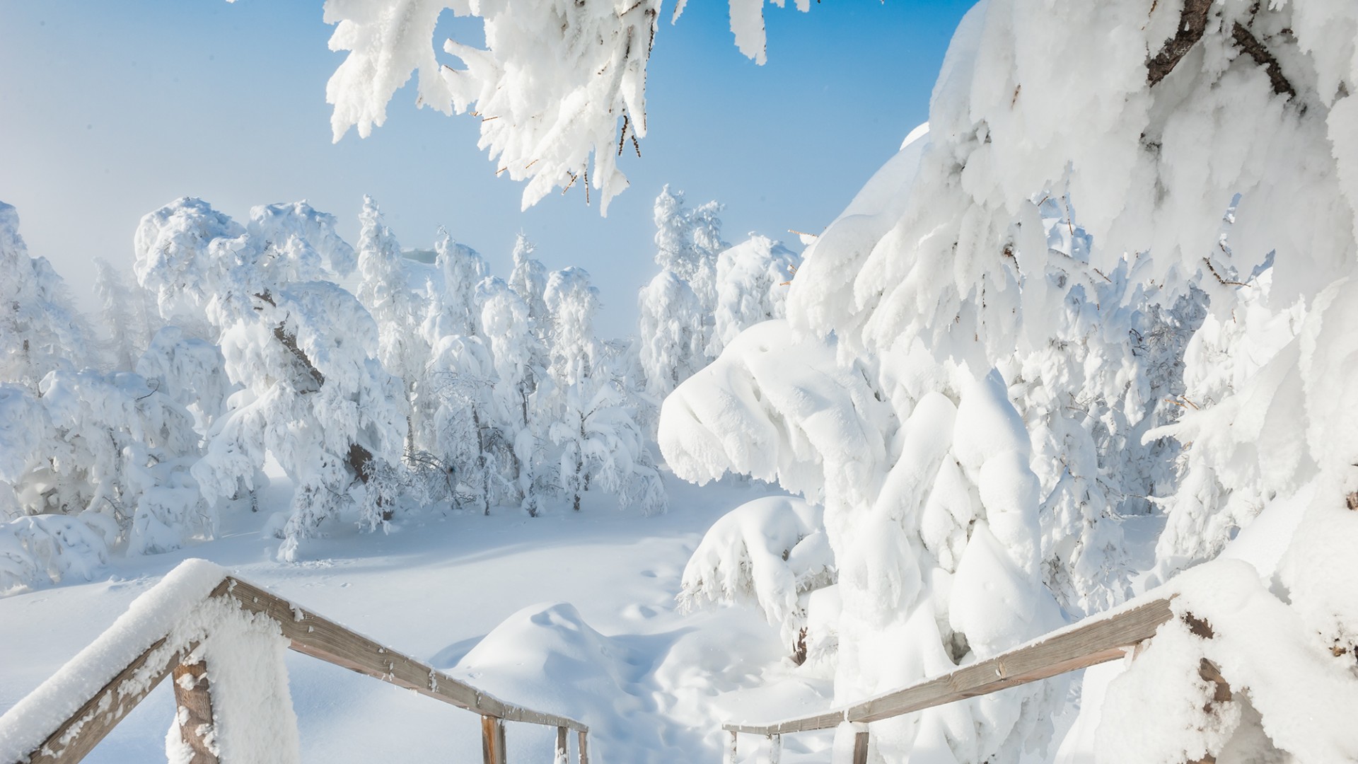 冬日雪堆林木风景壁纸