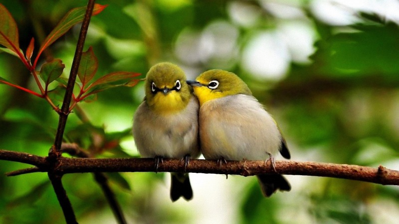 两只小鸟站在枝头聊天 治愈系动物电脑壁纸上新啦