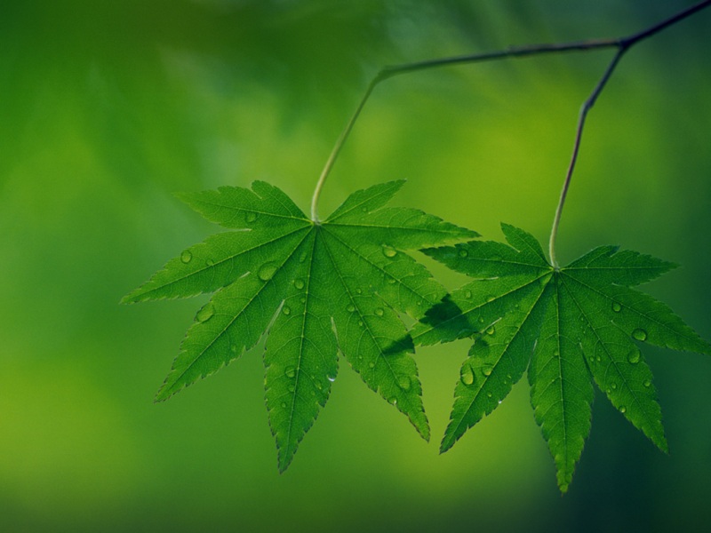 带水珠的绿叶护眼电脑桌面壁纸