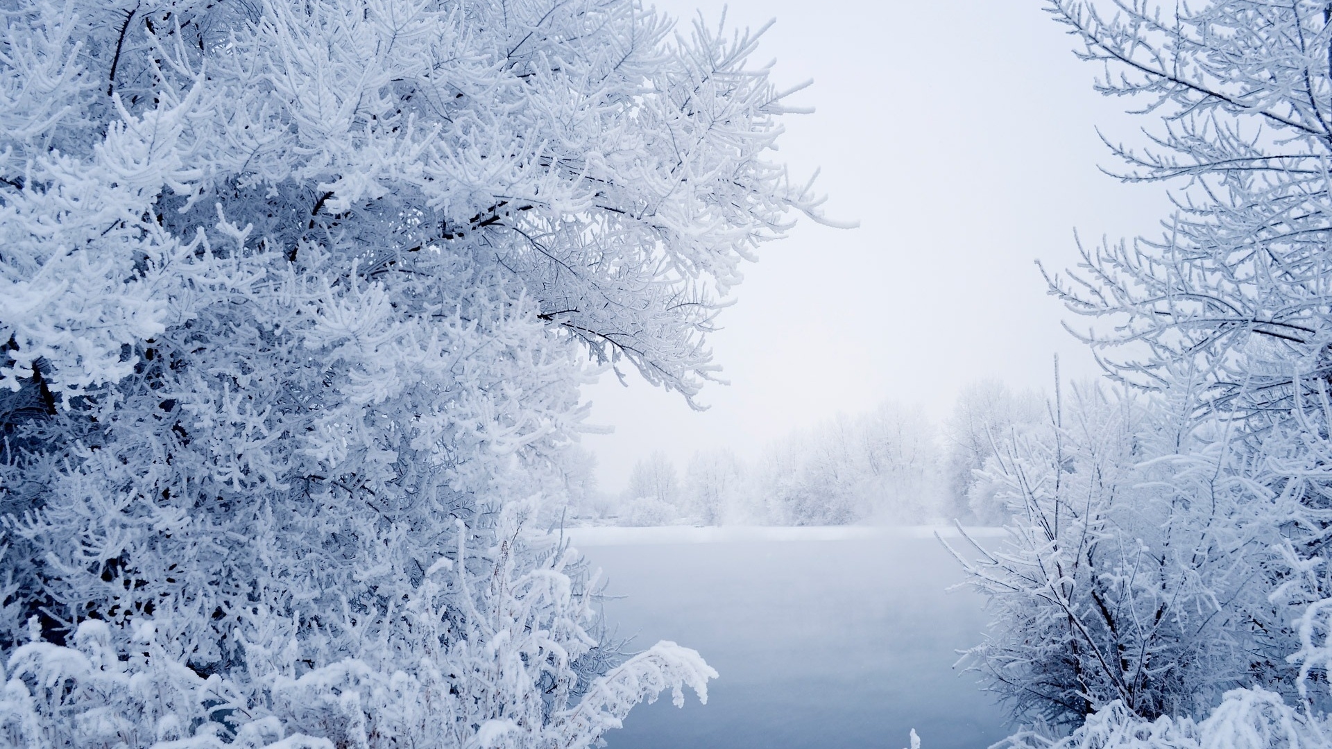 冬日雾凇雪景树景 电脑动漫桌面壁纸推荐