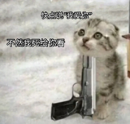 猫咪表情包合集 | 快跟我说我爱你
