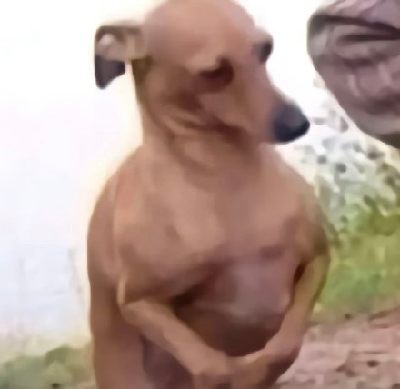 聊天斗图没文字？这款无字表情包合集超好用