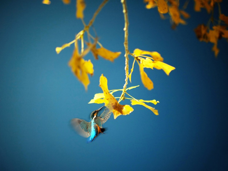 秋日氛围感拉满！这张轻舞之吻风景壁纸太适合当桌面了