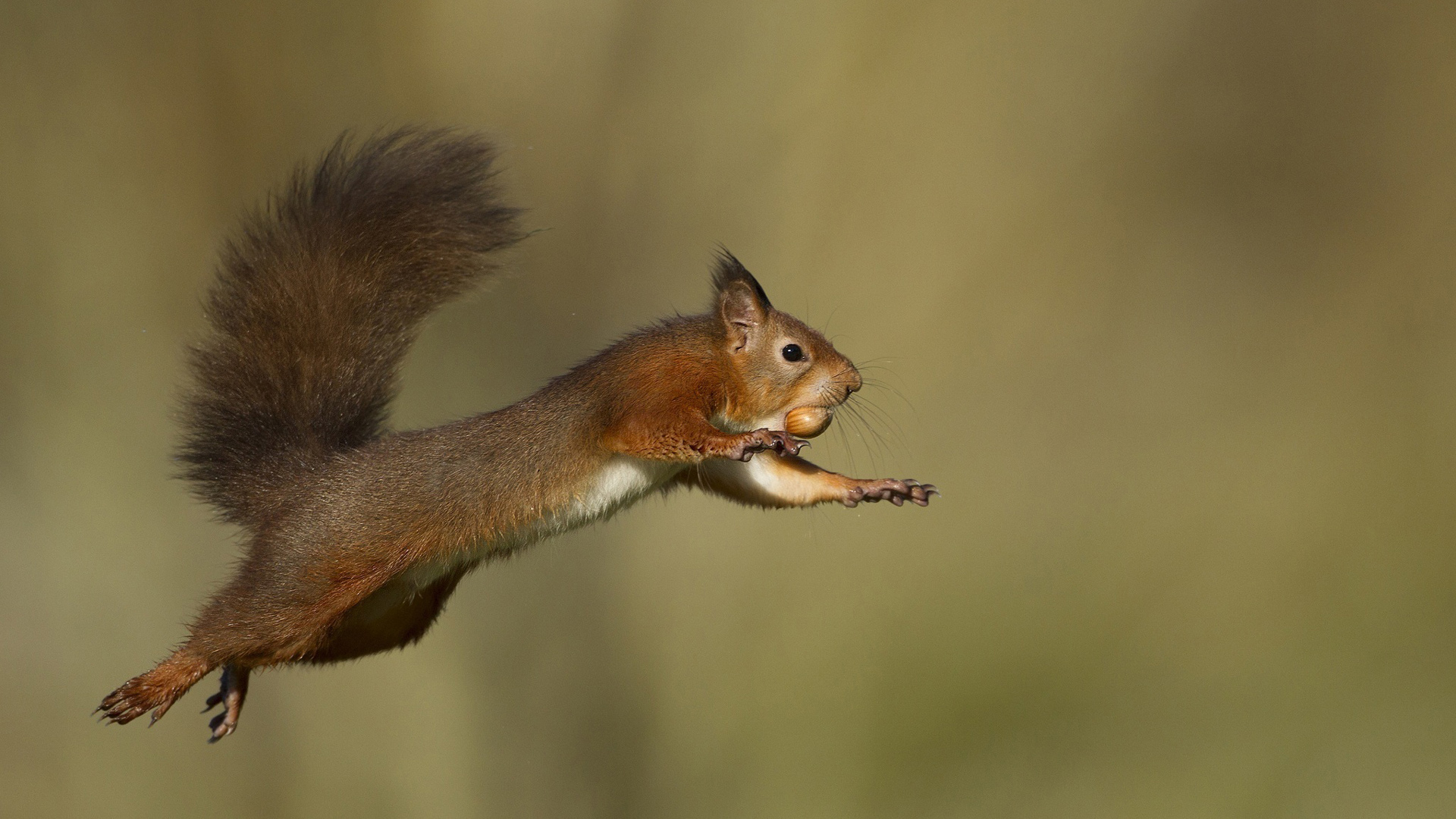 小松鼠叼着松果甩着尾巴“飞”回家 超治愈电脑动漫壁纸