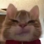 超火歪嘴小猫表情包合集，斗图必备