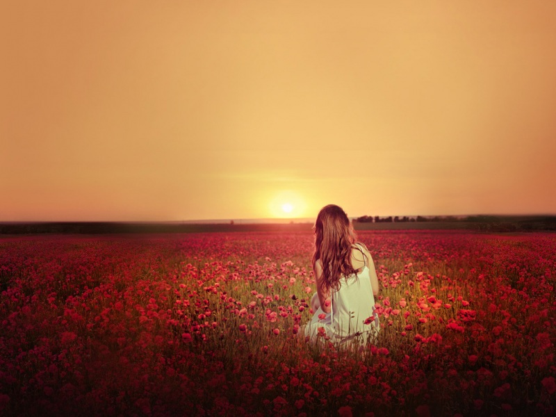 夕阳花海壁纸，仿佛踏入了童话里的世界