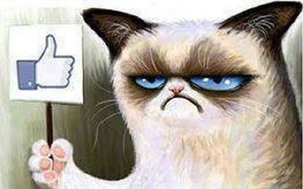 猫咪比出大拇指喊“老哥稳”，这套表情包太绝了