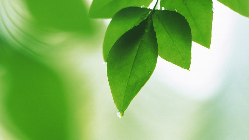 绿色叶子护眼电脑壁纸：多款高清尺寸任你选