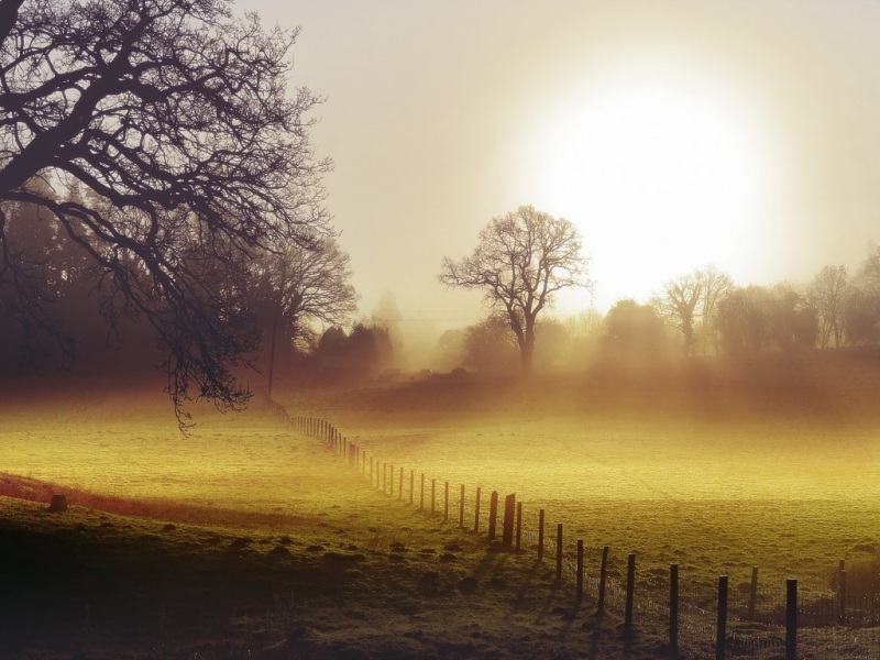 晨间雾中栅栏树景壁纸桌面