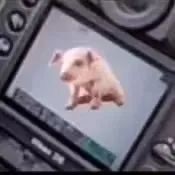 熊猫头拍照摔相机 超火斗图表情包来啦