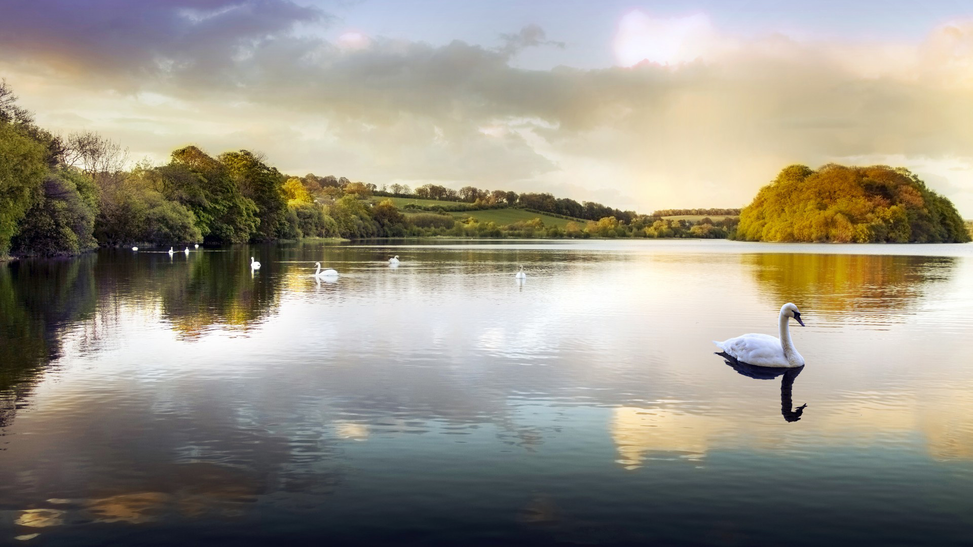 池塘湖泊公园天鹅风景壁纸 多款高清尺寸可选