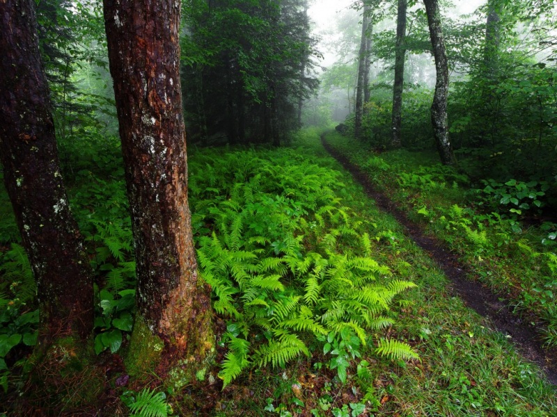 森林小路绿植自然风景高清壁纸推荐